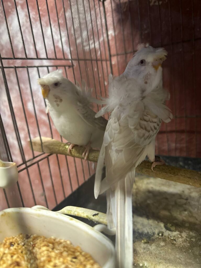 Can Budgies Eat Boiled Corn?