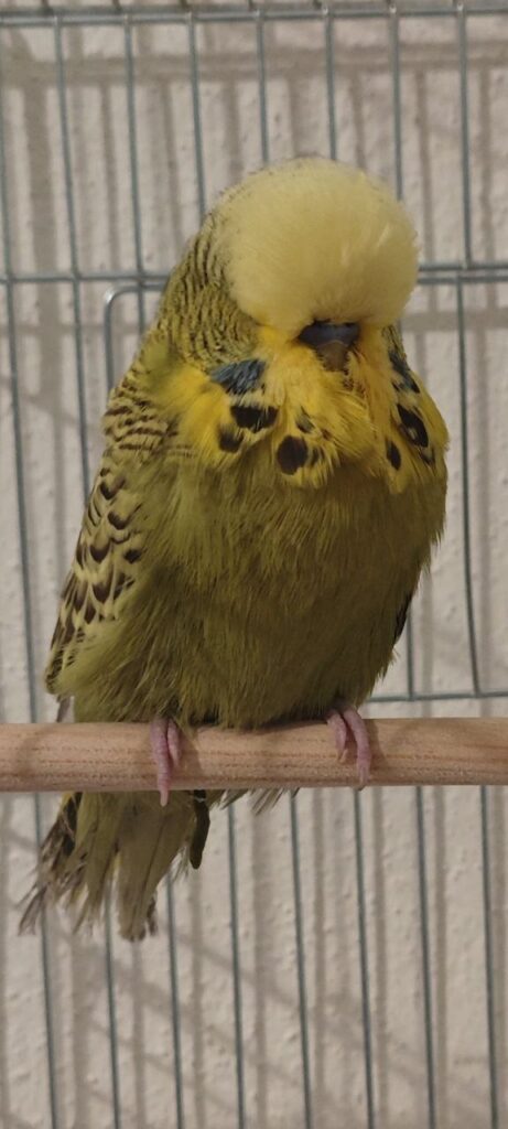 How Long Can a Budgie Go Without Water?