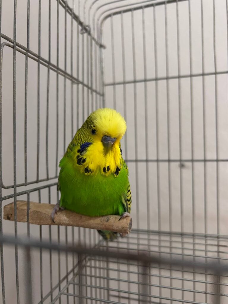 Can Budgies Eat Corn?