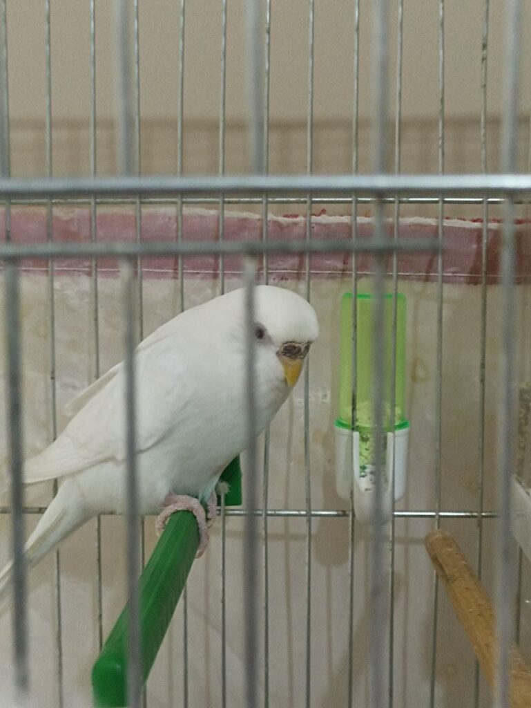 How Long Do Budgies Live For? Lifespan, Care, and Secrets to a Longer Life