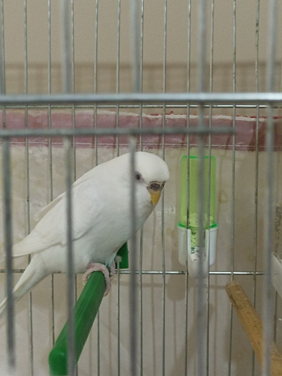 How Long Do Budgies Live For? Lifespan, Care, and Secrets to a Longer Life