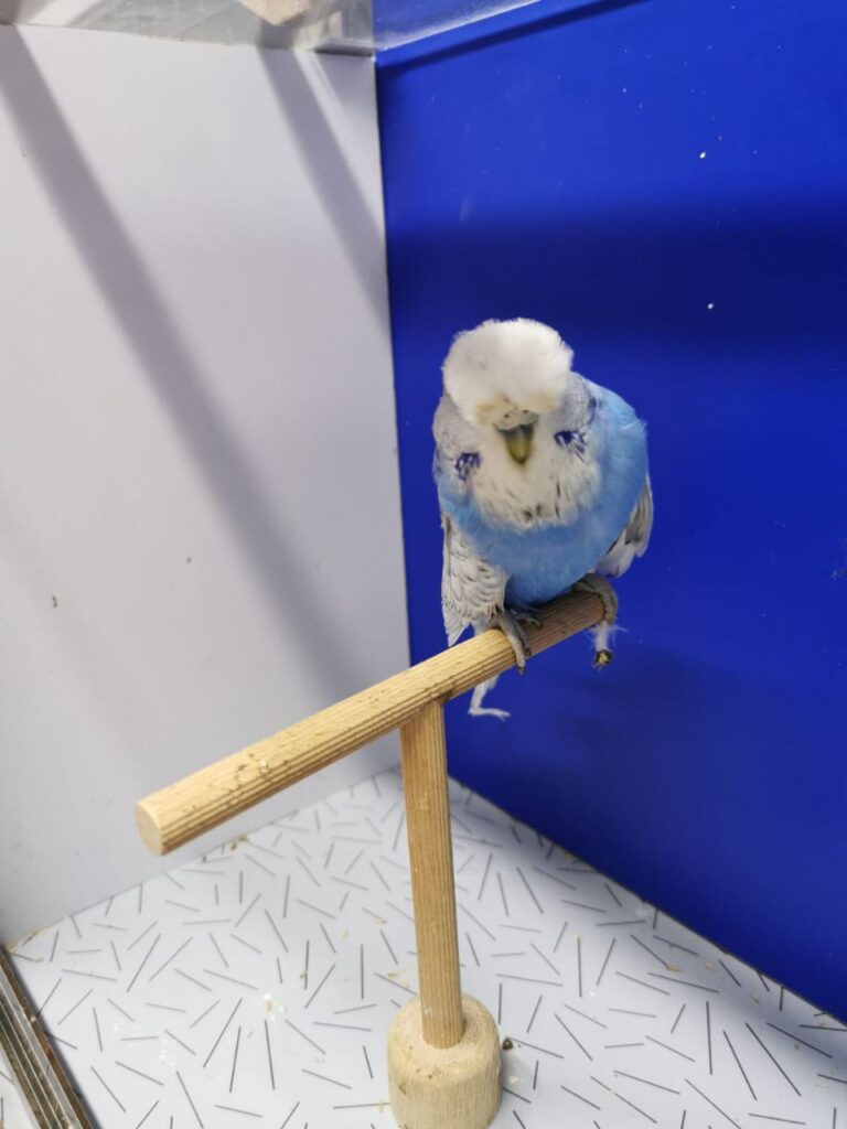 Budgie IQ Level