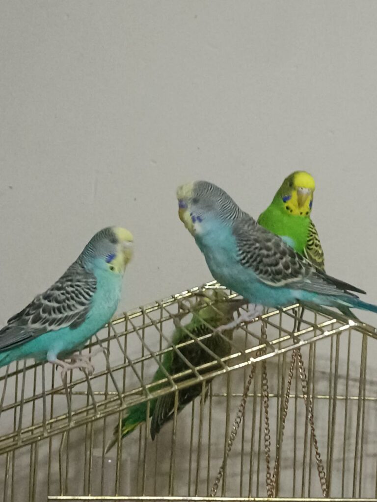 How to Cut a Budgie’s Nails?