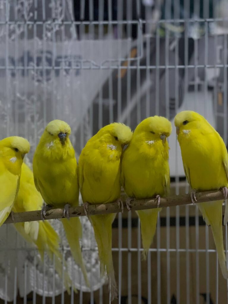 Budgie Danger Zones