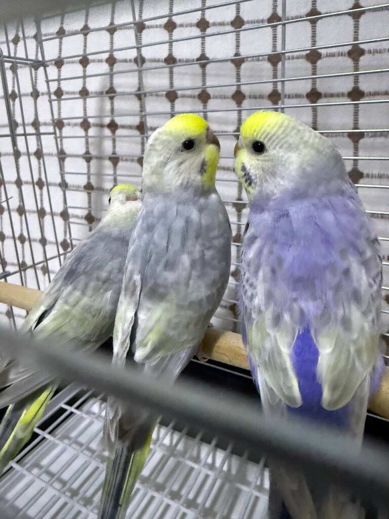 How to Tame a Budgie