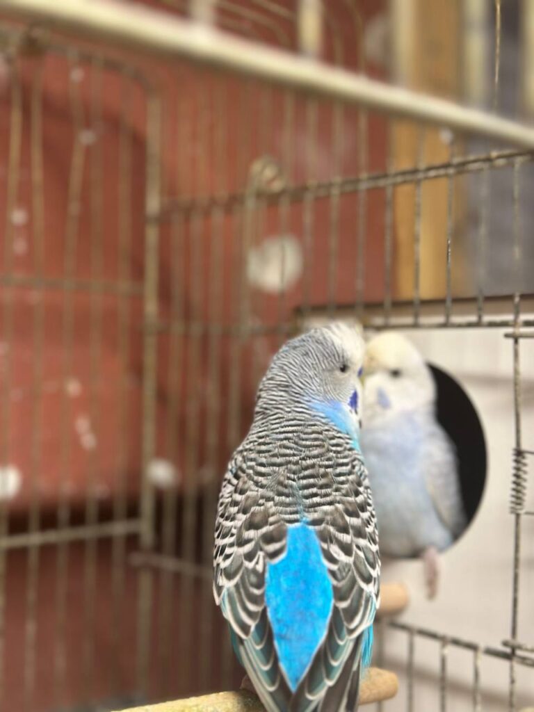Finger Training Your Budgie: The Easy Perch and Step-Up Method