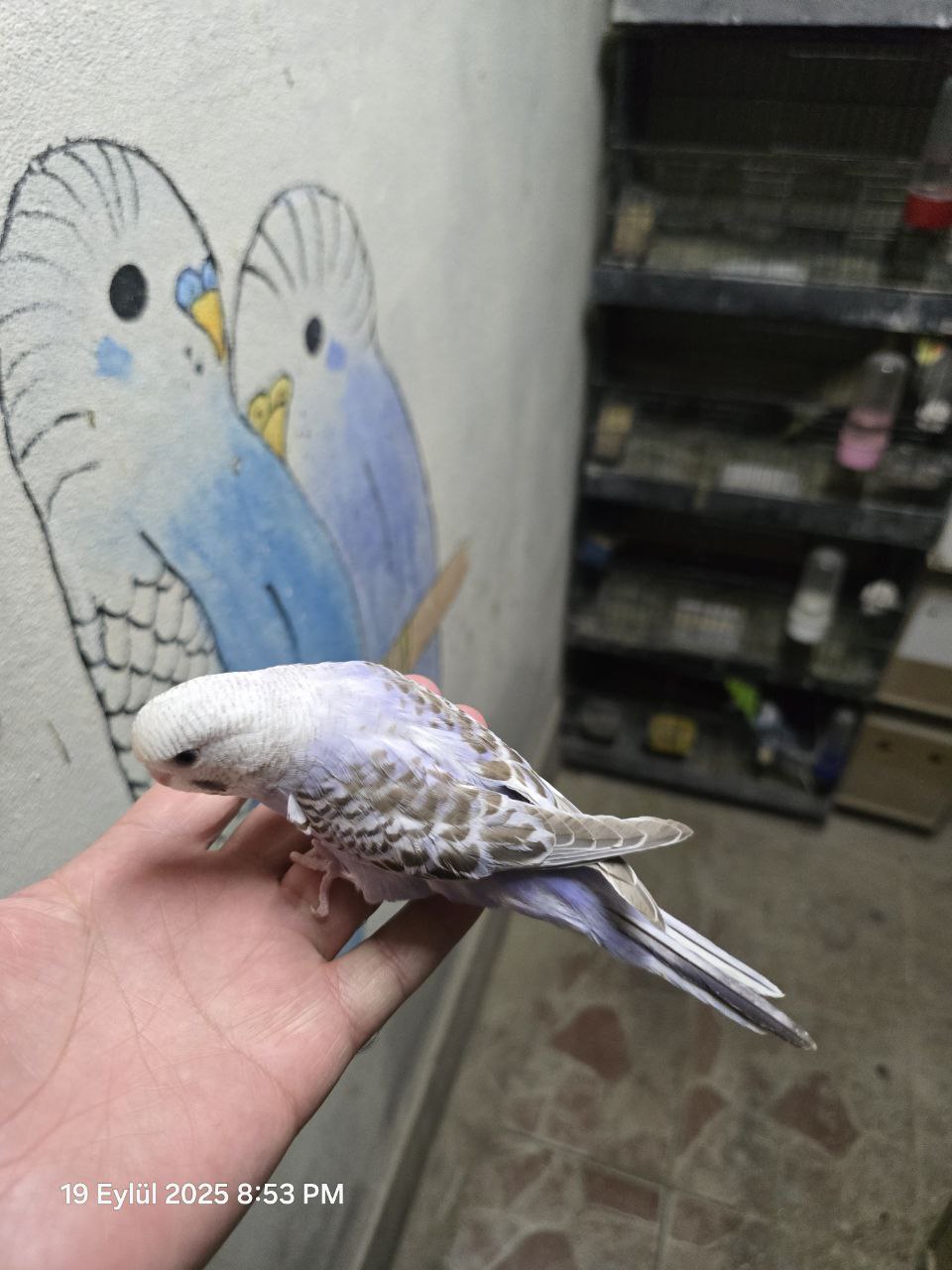 The Ultimate Budgie Health Checklist