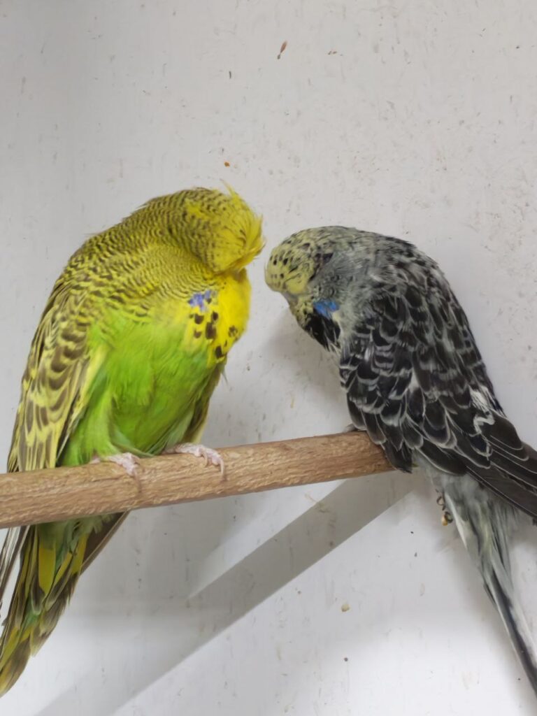 Beyond Seed: The #1 Diet Upgrade for Budgie Health and Longevity