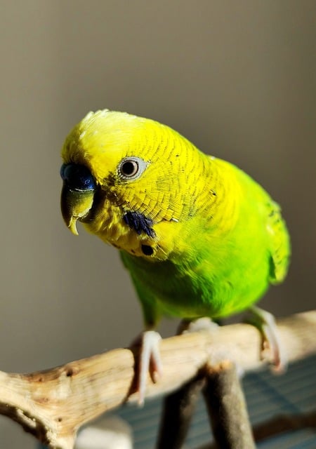Why is My Budgie Eating Cuttlebone So Fast? (Calcium Signs) Why is My Budgie Eating Cuttlebone So Fast? (Calcium Signs)