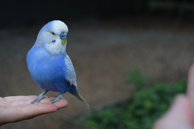 Why is My Budgie Eating Cuttlebone So Fast? (Calcium Signs) Why is My Budgie Eating Cuttlebone So Fast? (Calcium Signs)