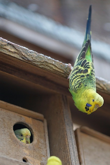 Why is My Budgie Eating Cuttlebone So Fast? (Calcium Signs) Why is My Budgie Eating Cuttlebone So Fast? (Calcium Signs)
